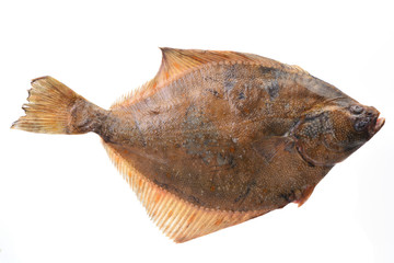 Fish halibut