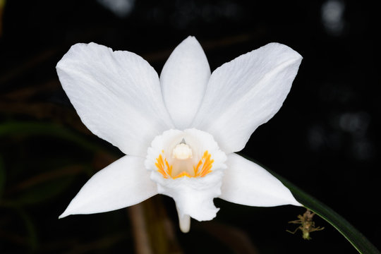 Dendrobium infundibulum Lindl.