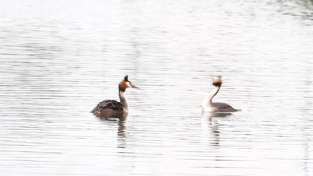 in the park of the city there is a grebe on the water
