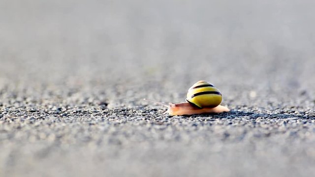 on an early morning this snail on the asphalt is looking for fresh food
