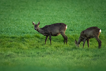 Naklejka na ściany i meble European roe deer in a meadow