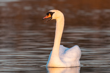 Swan swimming on a lake