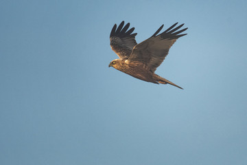 Male swamp harrier flying in front of a blue sky