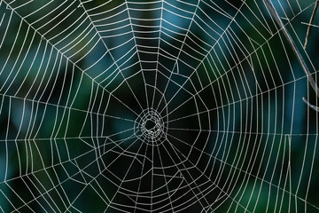 Spider web in front of a dark background