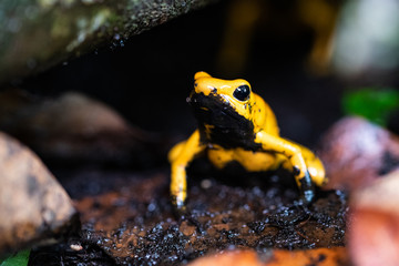 Golden poison frog in their natural habitat