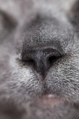 Cat nose imprint