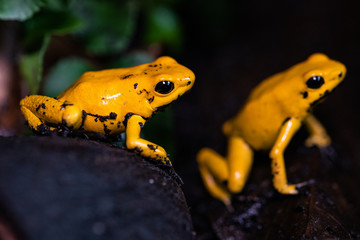 Golden poison frog in their natural habitat