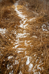 A quiet path through the snow