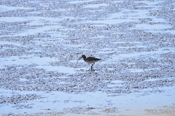 A beautiful bird in wetlands