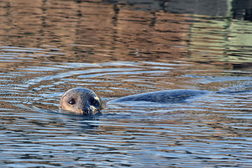 Fototapeta premium Harbor seal Seward, Alaska