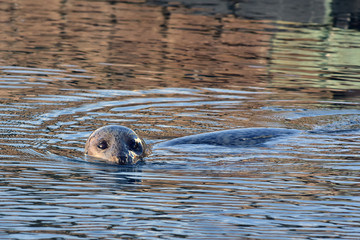 Harbor seal Seward, Alaska