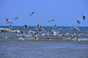 Seagulls fly in free