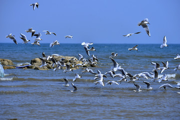 Seagulls fly in free