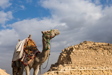 Camel on Giza Pyramids background in Egypt