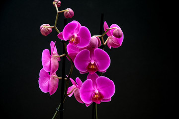 Fototapeta na wymiar Still life. Orchid with black background.