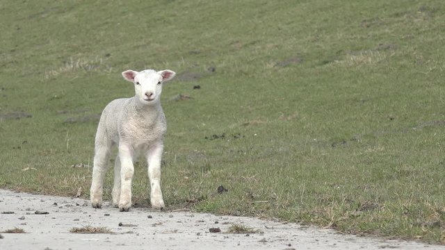 Lamb standing  on pasture and run away