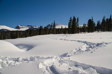 Ely on the background of an excellent mountain landscape.