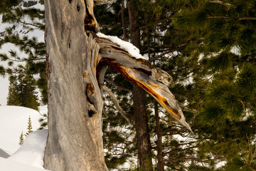 The branch was eaten against the background of the mountains.