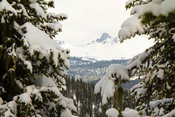 The branch was eaten against the background of the mountains.