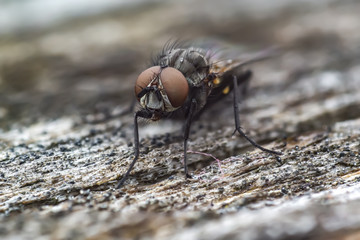 first little fly in spring season
