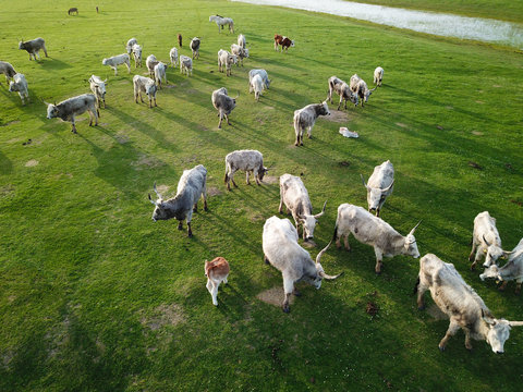 Herd Hungarian Grey cattle cows , a view from the air