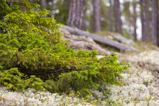 closeup conifer branches background