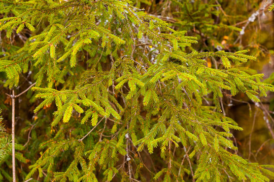 closeup conifer branches background