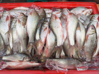 Siamese mud carp for sale in the market.