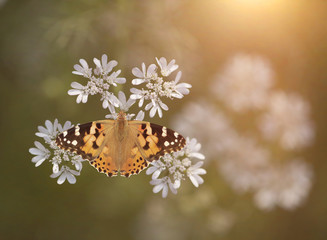 Butterfly image from Above at sunrise