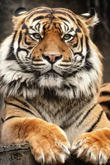 Crédence de cuisine en verre imprimé Tigre Bengous tiger with a beast expression