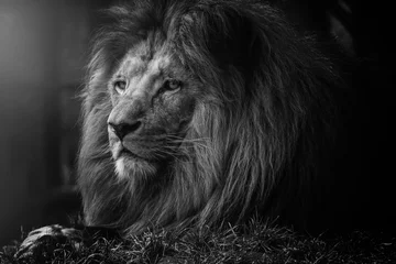 Photo sur Plexiglas Lion Le mystère du lion