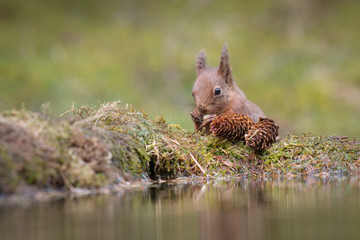A close up view of a red squirrel eating a nut at the edge of a small pool