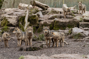 Grey Wolf Animal