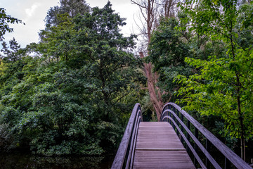 Bridge to a forest at Haagse Bos, forest in The Hague