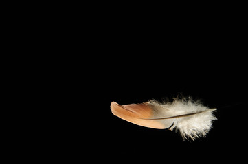 Single comfort feather flying on black background. Horizontal color image.