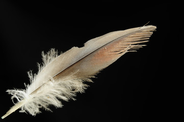 Single bird feather in black background. Horizontal color image.