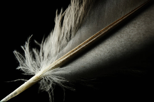 Close-up bird feather individual  in black background. Horizontal color image.