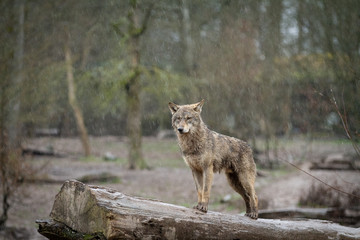 Fototapeta premium Grey Wolf Animal