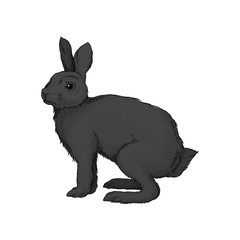 Cute black hare wild forest animal vector Illustration on a white background