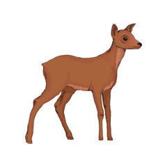 Doe wild northern forest animal vector Illustration on a white background