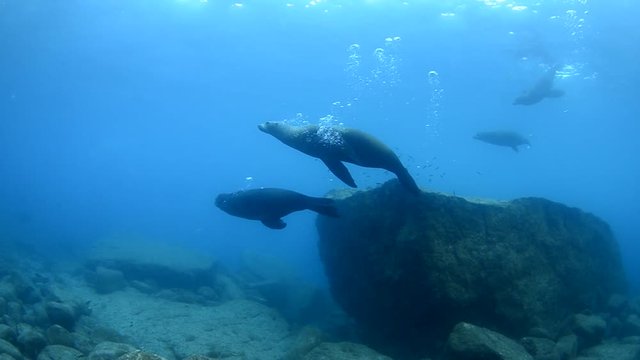 Californian sea lion (Zalophus californianus) swimming and playing in the reefs of los islotes in Espiritu Santo island at La paz,. Baja California Sur,Mexico.