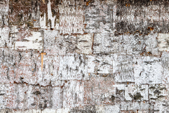 Birch wall background