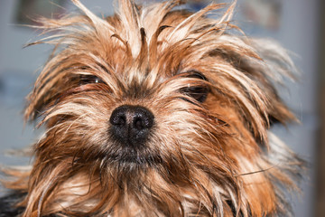 Funny shaggy red-haired domestic dog close - up
