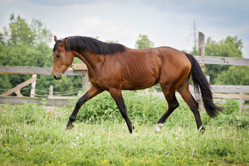 Bay horse running on summer field