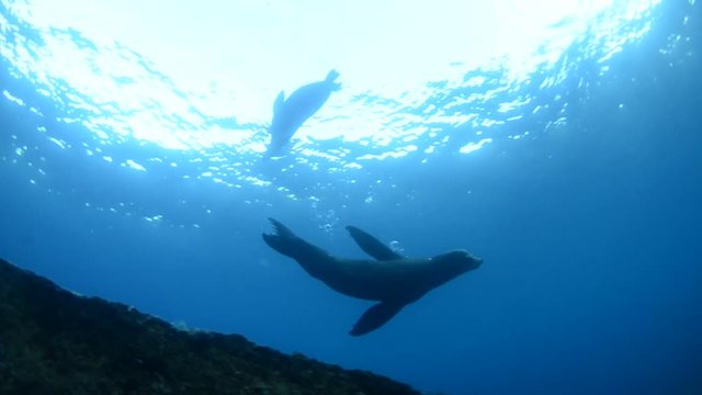 Californian sea lion (Zalophus californianus) swimming and playing in the reefs of los islotes in Espiritu Santo island at La paz,. Baja California Sur,Mexico.