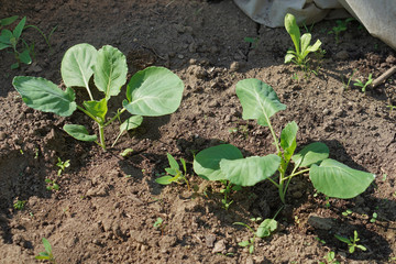 Fresh new  heads of cabbage  in garden