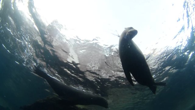 Californian sea lion (Zalophus californianus) swimming and playing in the reefs of los islotes in Espiritu Santo island at La paz,. Baja California Sur,Mexico.
