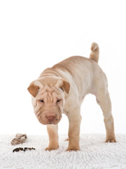 Shar Pei Welpe