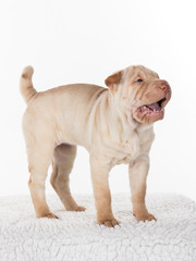 Shar Pei Welpe