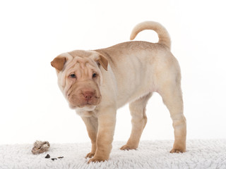 Shar Pei Welpe